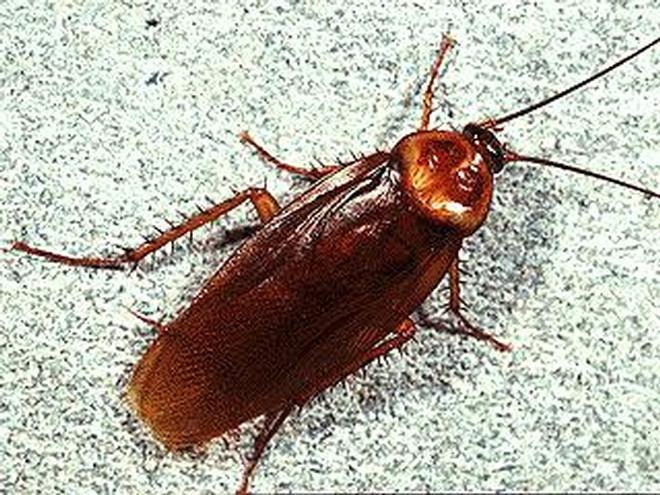 Does the project involve actions against cockroaches?