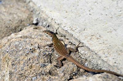 The subpsecies of Italian wall lizard endemic of Ventotene 