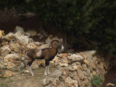 Il posizionamento del recinto a Zannone provocher problemi alle altre specie animali?