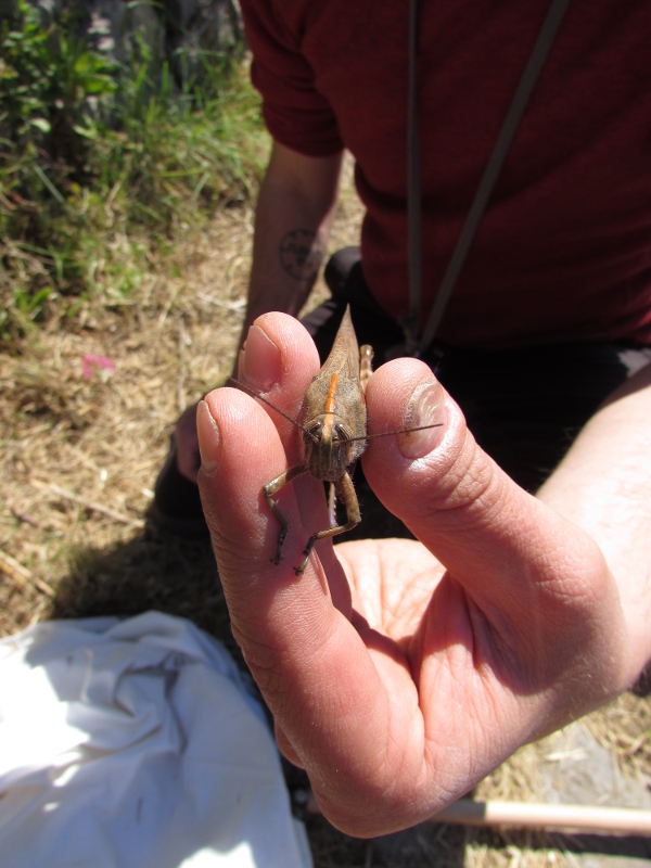 Monitoraggio degli invertebrati