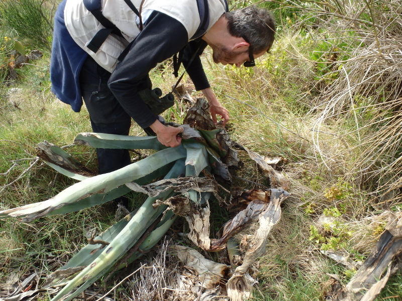 Monitoraggio degli invertebrati