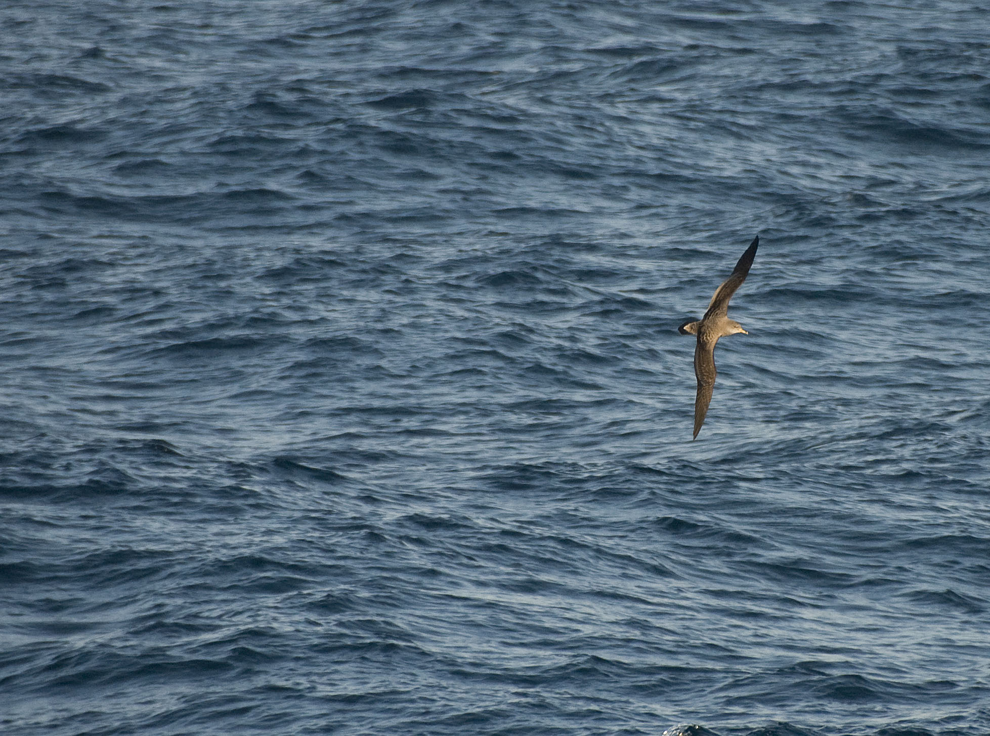 Scopoli's shearwater