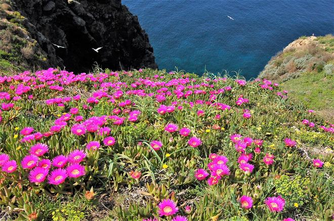 Fioritura di Carpobrotus, specie invasiva di origine sudafricana. Isola di Santo Stefano (foto: R. Frondoni)