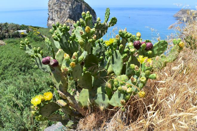 Opuntia ficus-indica in fiore sull'isola di Palmarola. (foto Raffaella Frondoni)