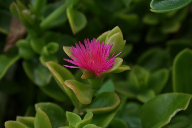 Invasive plants in the Ponziane islands - Heart-leaved iceplant
