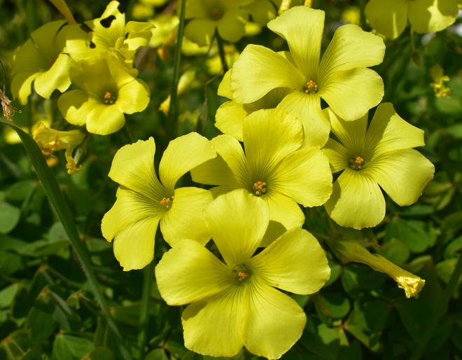 Invasive plants in the Ponziane islands - Buttercup oxalis