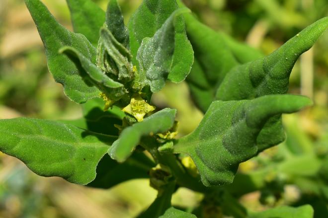 Invasive plants in the Ponziane islands - New Zealand spinach