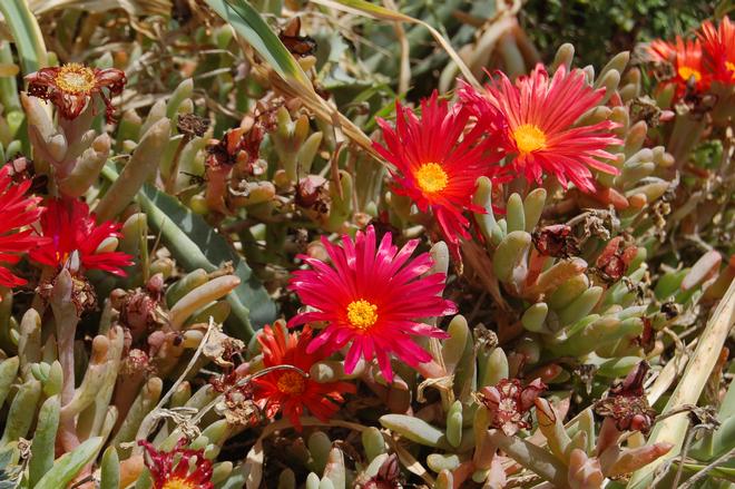 Flowers and leaves of Malephora crocea (photo R. Frondoni)