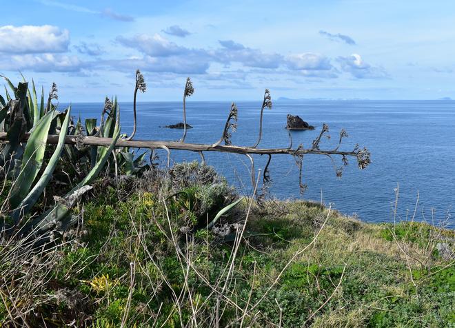 Invasive plants in the Ponziane islands - Agave americana