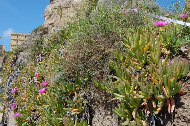 Piante invasive sulle Isole Ponziane - il Carpobrotus