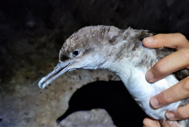 Scoperto un nido di berta minore a Ventotene