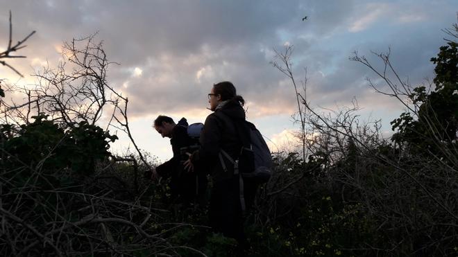 Ricerca di collaboratori per attività di supporto per l'eradicazione del ratto nero sull'Isola di Ventotene
