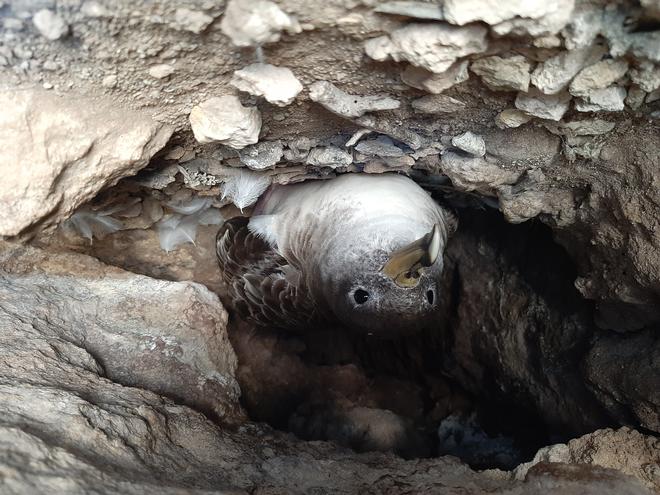 Monitoring nests of Scopoli's shearwaters. How's it going this year?
