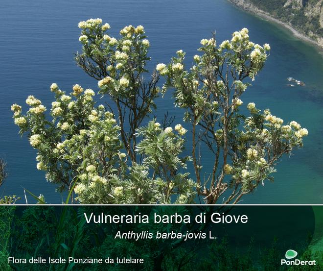 Flora da proteggere nelle Isole Ponziane - Vulneraria barba di Giove