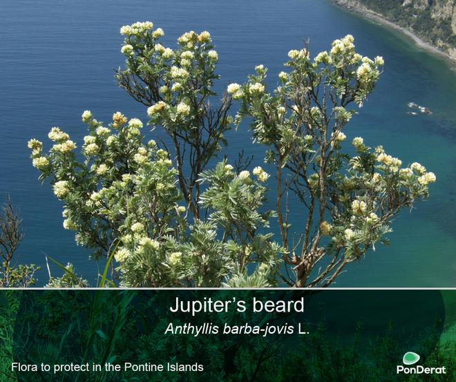 Flora to protect in the Pontine Islands - Jupiter's beard