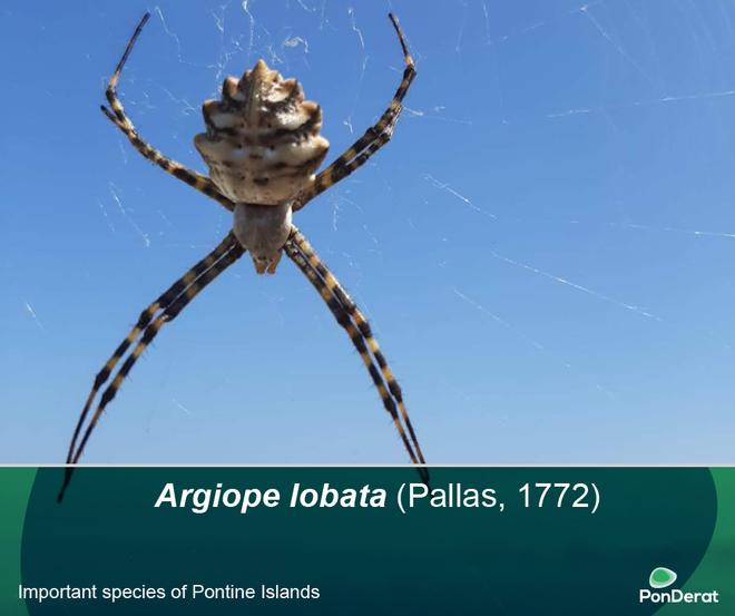 Important species of Pontine Islands - Argiope lobata