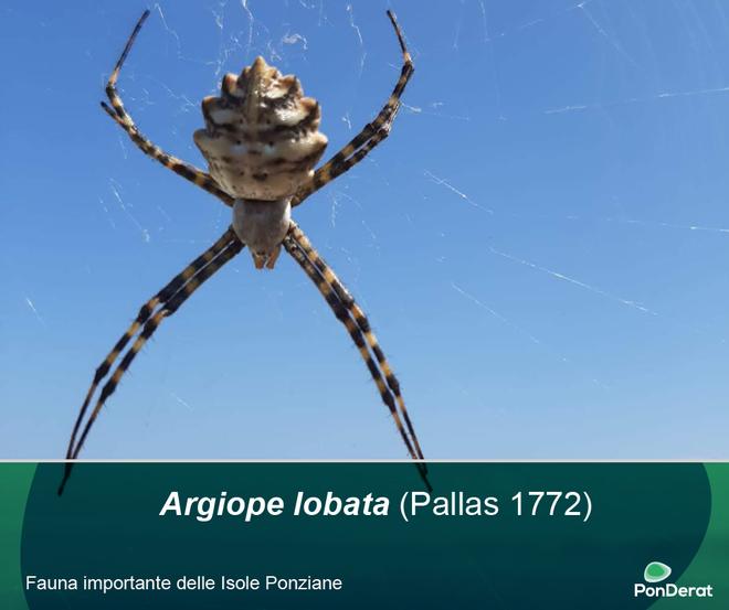 Fauna importante delle Isole Ponziane - Argiope lobata