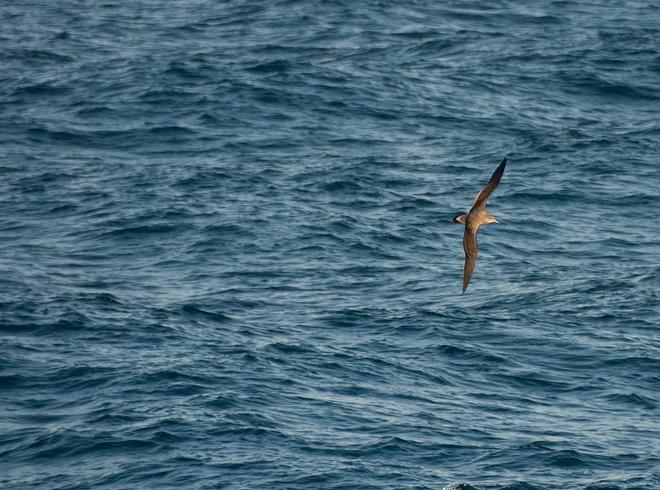 For a healthy and safe Mediterranean Sea