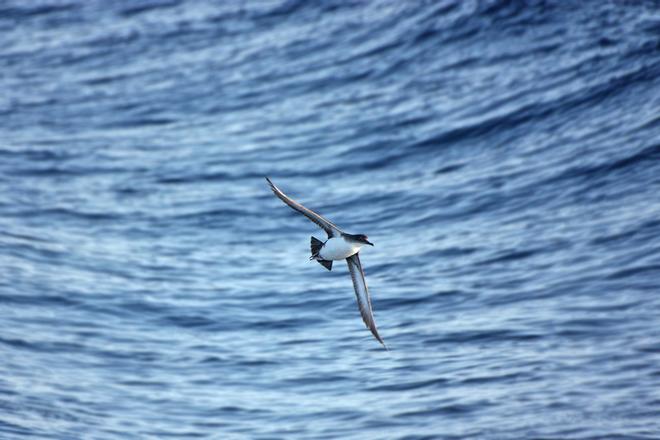 How many shearwaters are there in the Ponziane Archipelago?