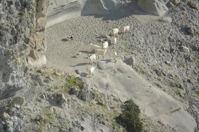 Avviso pubblico per la realizzazione di un recinto per capre presso l'isola di Ponza