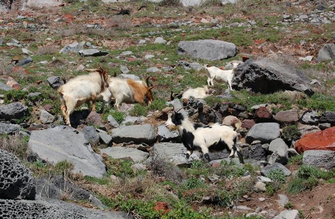 Avviso pubblico per manifestazione di interesse - servizio di trasporto delle capre inselvatichite catturate presso l'isola di Palmarola