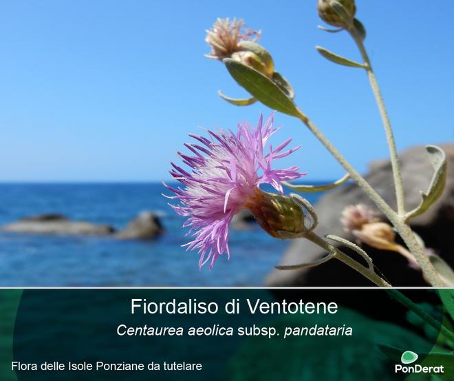 Flora da tutelare nelle Isole Ponziane - Il Fiordaliso di Ventotene