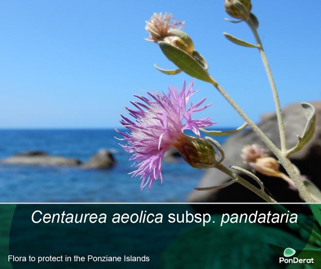 Flora to protect in the Pontine Islands - Centaurea aeolica subsp. pandataria