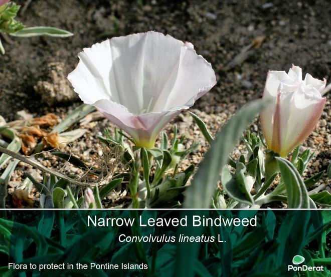 Flora to protect in the Pontine Islands - Narrow Leaved Bindweed