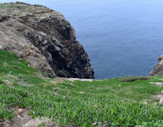 Carpobrotus eradication from sea cliffs. Step 1: get prepared.