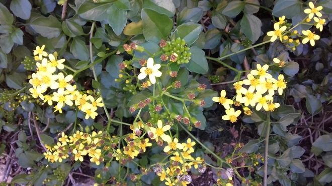 Piante invasive sulle Isole Ponziane - Senecio del Capo