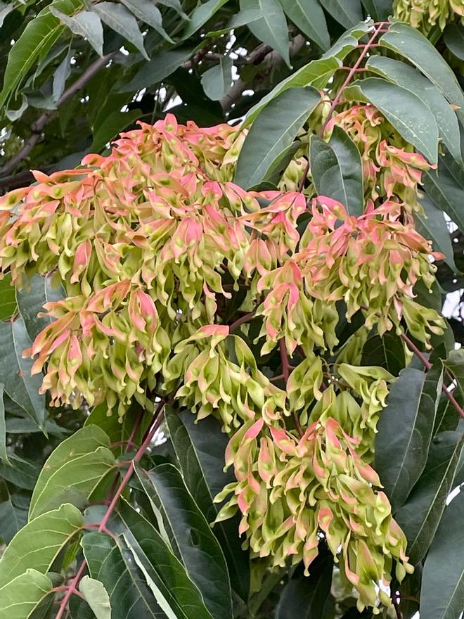 Invasive plants in the Ponziane islands - Ailanthus altissima