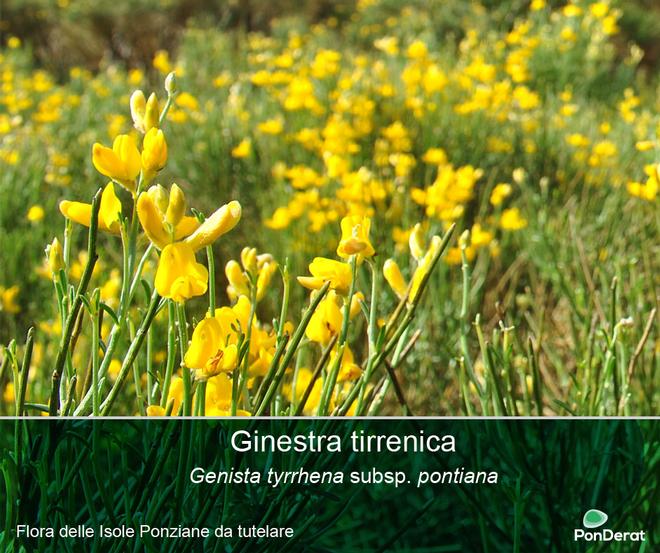 Flora delle Isole Ponziane da tutelare - Ginestra tirrenica