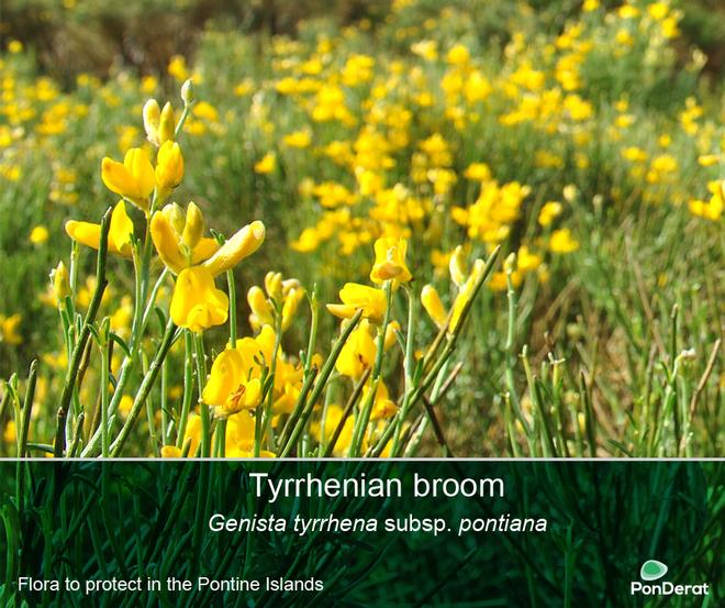 Flora to protect in the Pontine Islands - Tyrrhenian broom