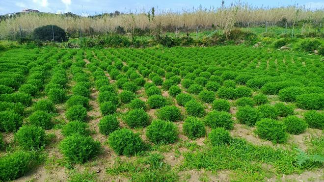 La biosicurezza  un impegno a lungo termine