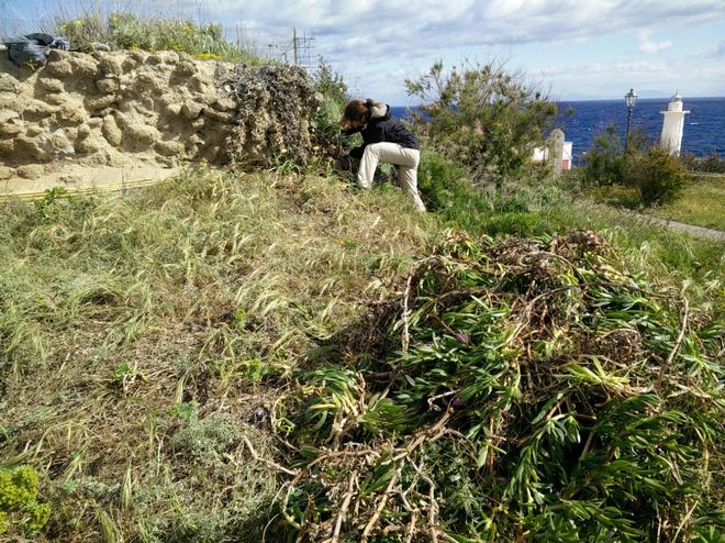 Iniziata l'eradicazione del Carpobrotus a Ventotene