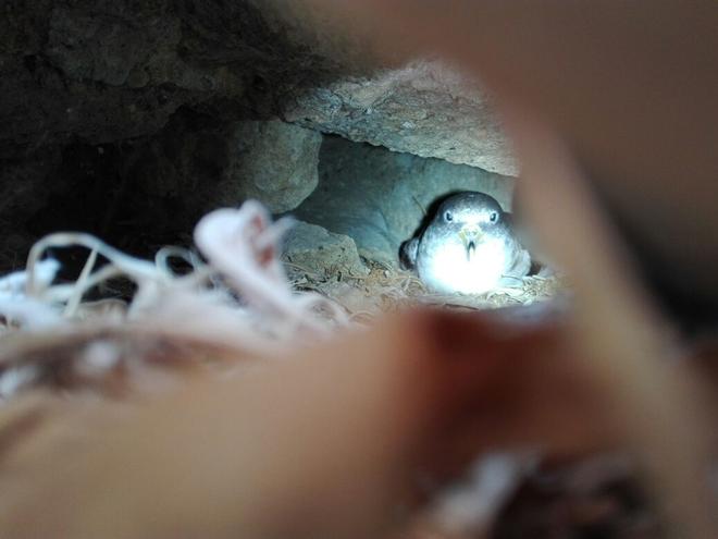 I nidi di Berta maggiore a Palmarola e Ponza