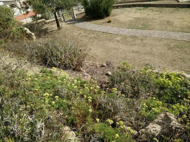 Removed the Hottentot-fig: the Sea Fennel start to recover