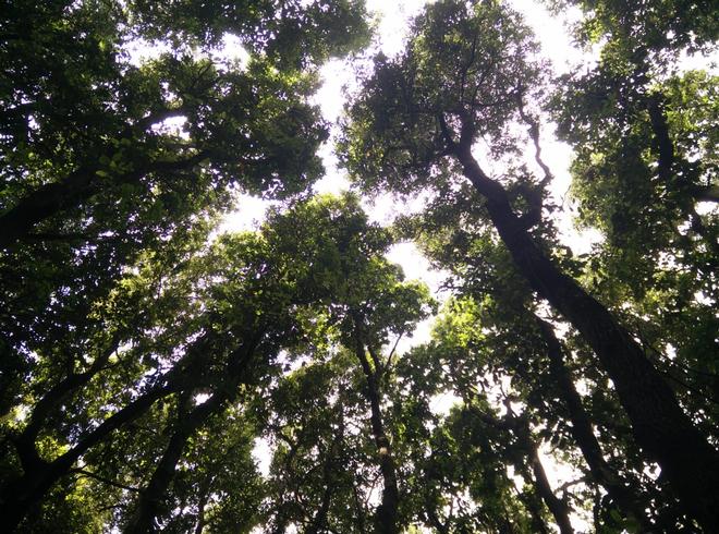 Botanici all'ombra della lecceta di Zannone