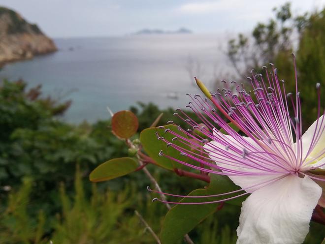 Un cappero si gode la vista di Palmarola all'orizzonte (foto Emanuela Carli)