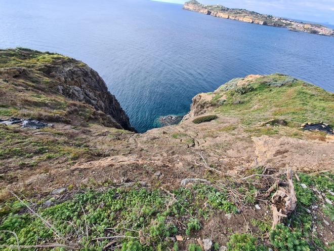 Eradication of Carpobrotus at Santo Stefano island: good news