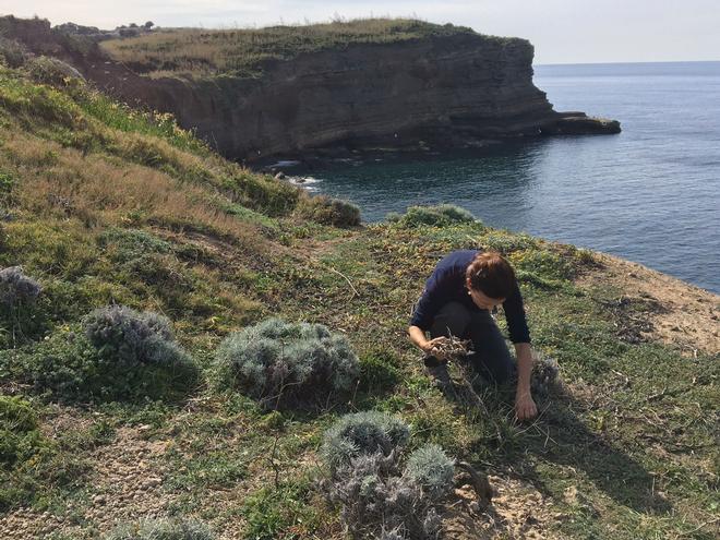 Un successo ecologico (l'eradicazione del Carpobrotus a Santo Stefano)