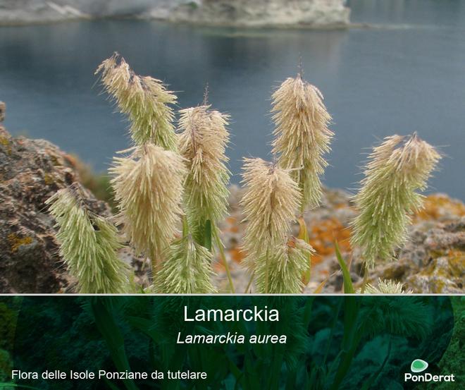 Flora delle Isole Ponziane da tutelare - La Lamarckia