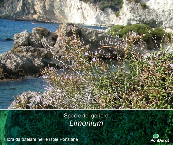 Flora da tutelare nelle Isole Ponziane - Le specie del genere Limonium