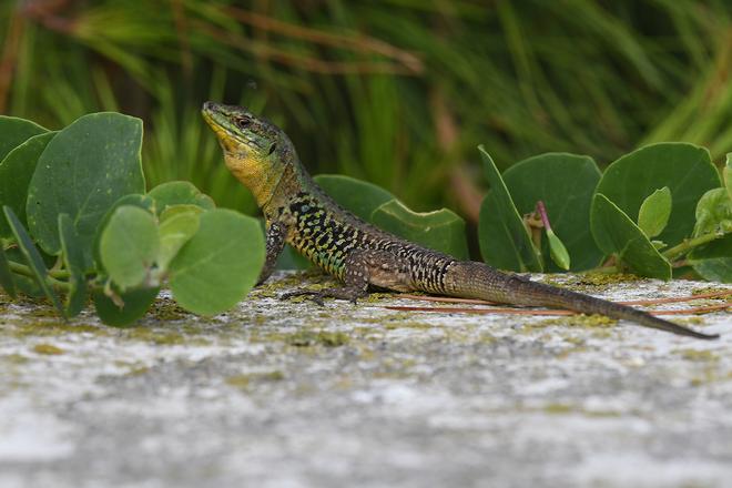 A Podarcis latastei in Zannone (photo: Ferdinando Corbi)