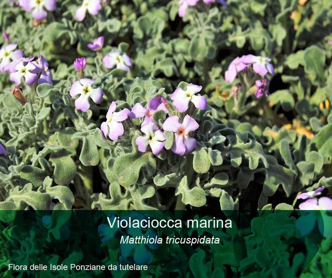 Flora delle Isole Ponziane da tutelare - Violaciocca marina