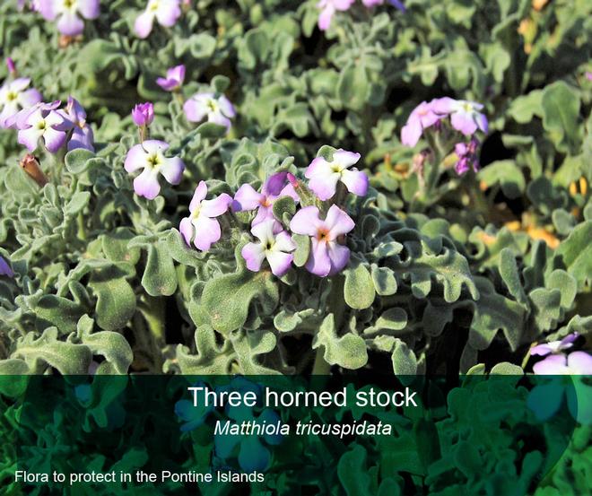 Flora to protect in the Pontine Island - Three horned stock