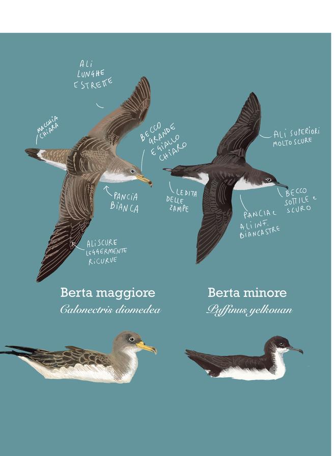 Scopoli's shearwater or Yelkouan shearwater? A little help