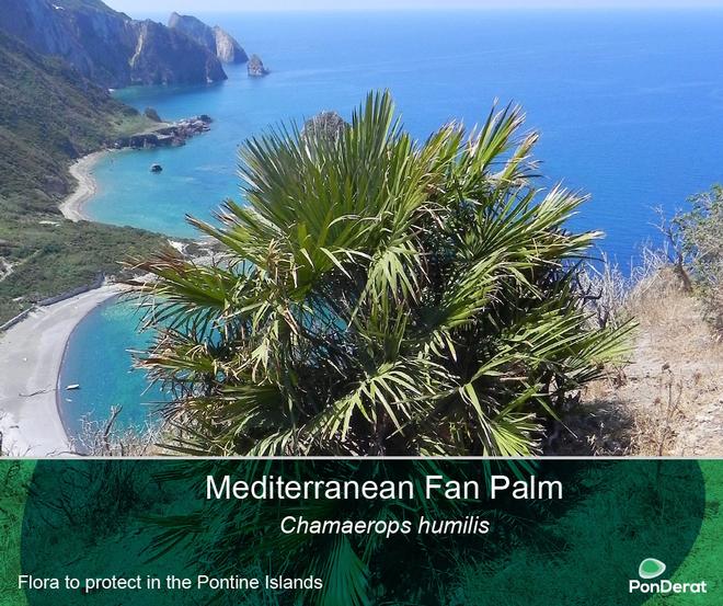 Flora to protect in the Pontine Islands: the Mediterranean fan palm