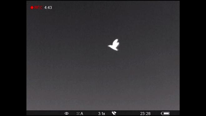 The night flight of Scopoli's shearwaters