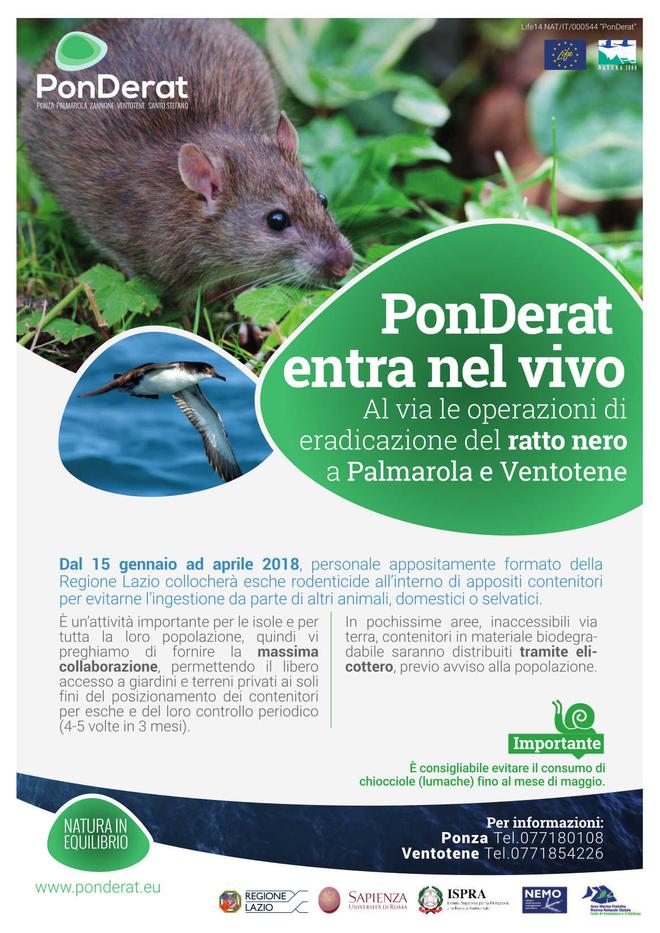 Rat eradication is about to start!